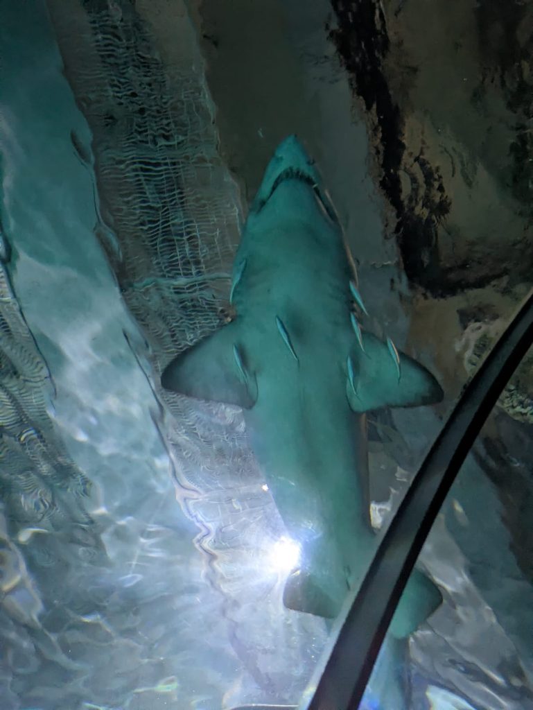 bijela-psina -u-akvariju-maturalac- privatna-škola-futura-2025